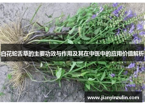 白花蛇舌草的主要功效与作用及其在中医中的应用价值解析 白花蛇舌草的主要功效与作用及其在中医中的应用价值解析