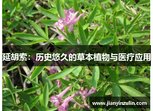 延胡索:历史悠久的草本植物与医疗应用 延胡索:历史悠久的草本植物与医疗应用