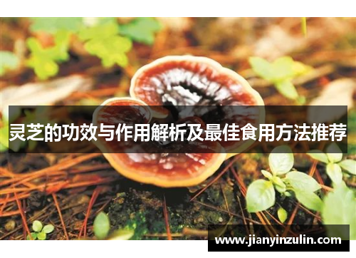 灵芝的功效与作用解析及最佳食用方法推荐